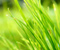Green Grass 01