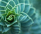 Spirala roślin 02