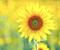Sunflower Tanaman Cerah Musim Panas