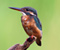 Kingfisher Burung