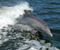 Стрибки дельфінів На море