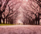 Cherry Blossom Tokyo
