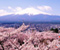 Cherry Blossom Tokyo 01