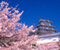 Cherry Blossom Tokyo 02