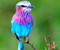 Bird kafshëve bukur Wings egra ekzotike Birds