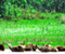 Kaziranga National Park 01