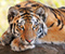Tiger Stone Berbaring Kucing besar Predator