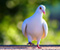 Śliczne białe Pigeon