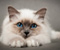 Biela mačka s modrými očami