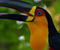 Toucan Indah Bird