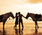Arkliai ir romantišką poros