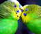 Kissing вълнисто папагалче