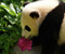 Foshnja Kafshët Panda