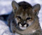 Sevimli Cougar Cub