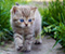 Indah Cute Cat