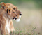 Lion Cub And Her Mother