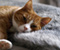 Yellow Cat Lying On A Fur Blanket
