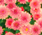 Flowers Pink Pattern