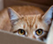 Catshiding In Box