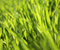 Növények Növények Grass
