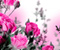 Квіти Троянди Нирки Листя
