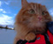 Skiing With Adorable Adventure Cat Jesperpus
