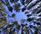 Medžiai Dangus vaizdas iš Žemiau