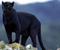 Panthers Didelės Katės Gyvūnai