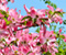 Pink дрян Цветя Spring