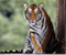 Nature Haiwan Tiger Kucing besar