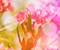 Oleander Pink