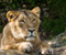 Big Cats Lions Glance Animals