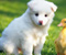 Kūdikių antis su baltu šuniukas