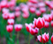 Cvjetni Tulipani latice roza prirode