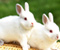 Cute Rabbits 01