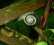 Трав&#39;янисті рослини Равлики Молюски