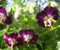 Gėlės Geranium Phaeum