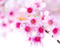 Bunga Cherry Blossom pink Sakura