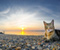 Море Stones Cat