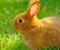 Śliczne Brown Bunny Rabbit