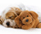 Lucu Puppy Sleeping Dog Stuffed Toy Hewan