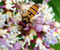 زنبور عسل بر روی گل