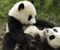 Panda Súrodenci hrať každého iný