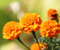 Marigold Cvijeće
