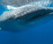Whale Shark Sualtı