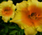 Liels Orange Yellow Hibiscus