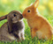 ljubljenje zečevi