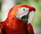 Червоний папуга Птах