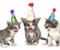 Kitten festojnë ditëlindjen