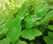Colocasia gjelbërimi Field Nature